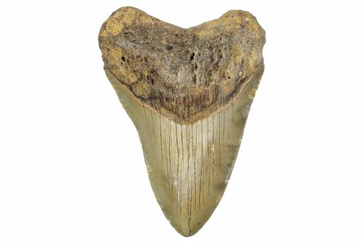 Fossil Megalodon Tooth - North Carolina #236866